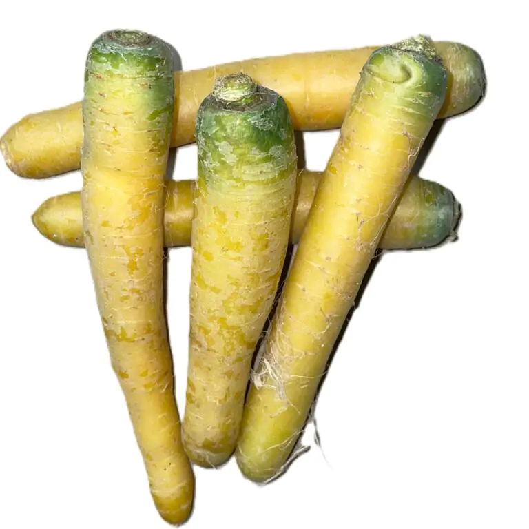 yellow carrot.webp